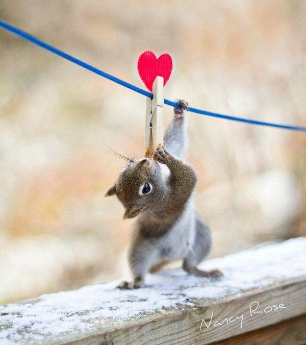 Ecureuils epingle et coeur