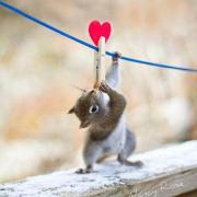 Ecureuils epingle et coeur